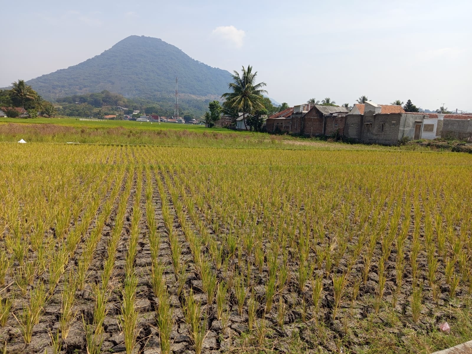 Kemarau Ekstrem Mengintai, Mata Air Menyusut
